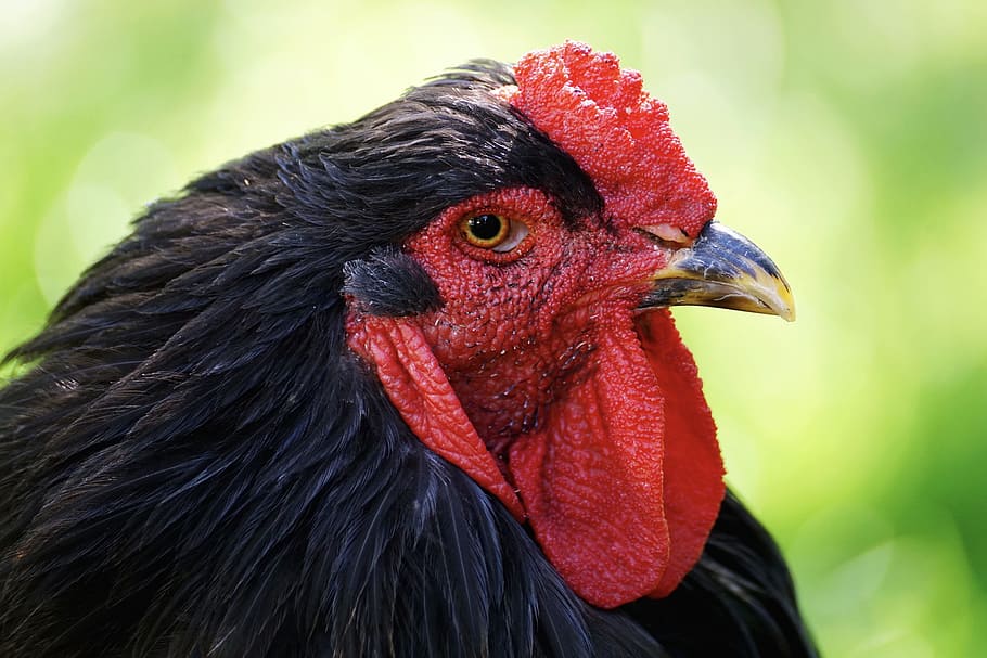 black rooster, chicken, bird, cockscomb, plumage, poultry, animal HD wallpaper