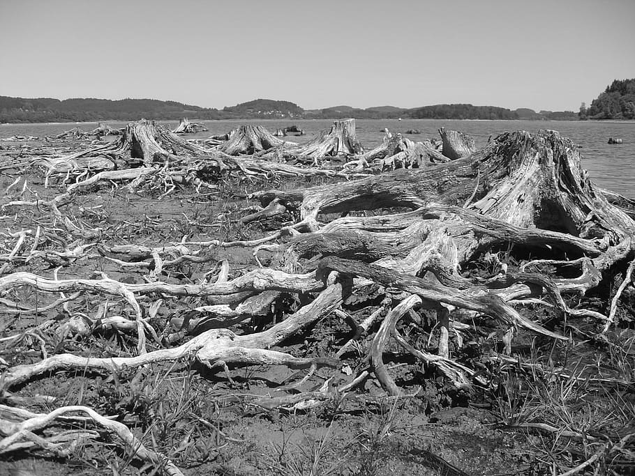 lipno, lake, stumps, nature, black And White, tree, environment HD wallpaper