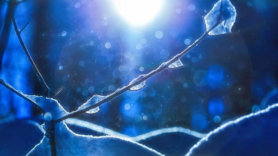depth of field photography of snow coated stem, ice, blue, winter HD wallpaper