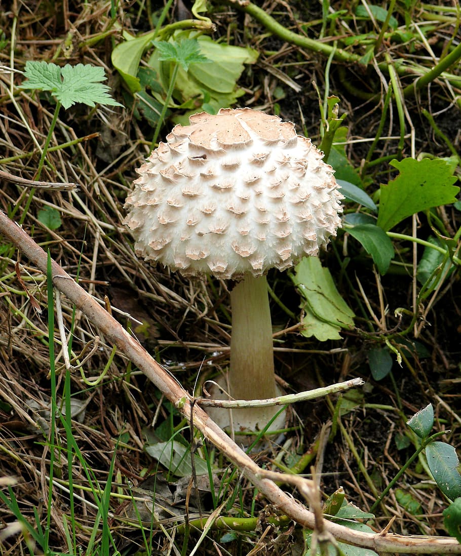 mushroom, tree, beige, autumn, agaric, nature, plant, growth HD wallpaper