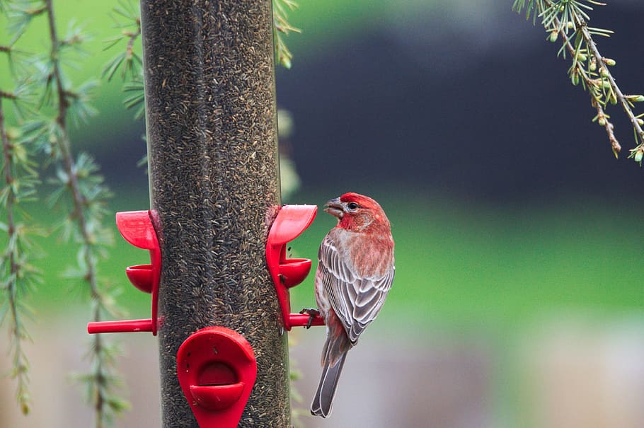 finch, bird, wildlife, animal, animal themes, animal wildlife HD wallpaper