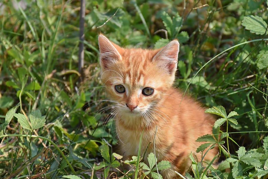 closeup photography of orange tabby kitten, cat, young cat, playful