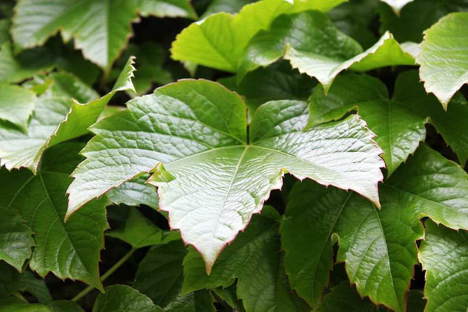 ivy, leaf, green, plant part, growth, green color, close-up HD wallpaper