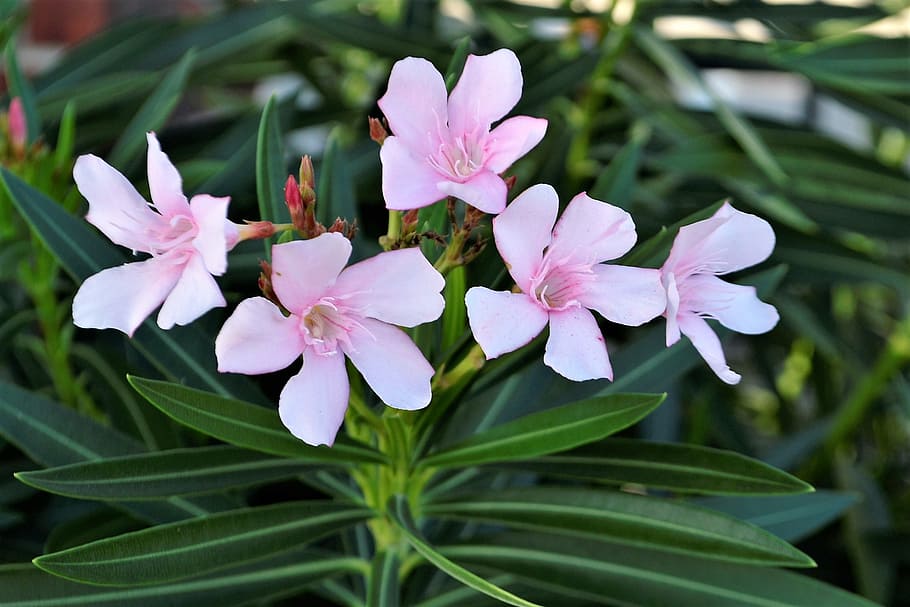flowers, pink, white, grass, leaves, pink flowers, floral, nature HD wallpaper