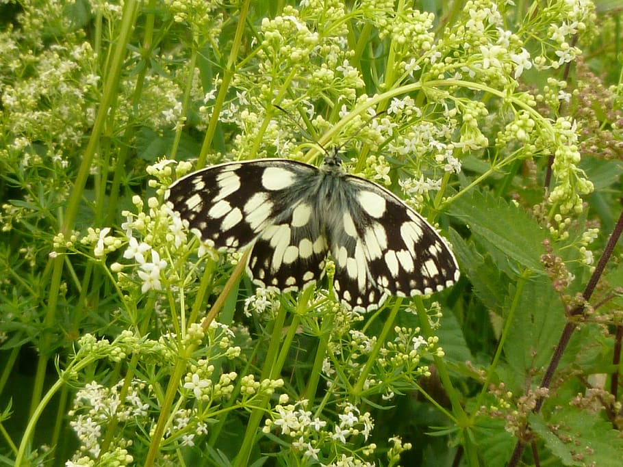 butterfly, chess board, animal themes, animal wildlife, one animal HD wallpaper