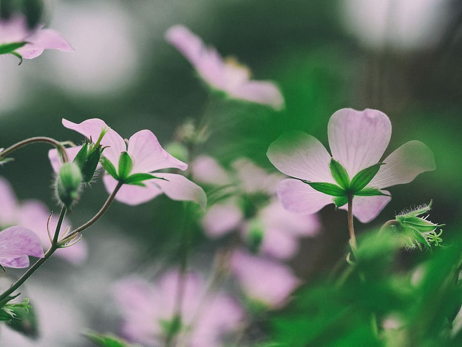 macro photography of purple flowers, shallow focus photography of white flowers HD wallpaper