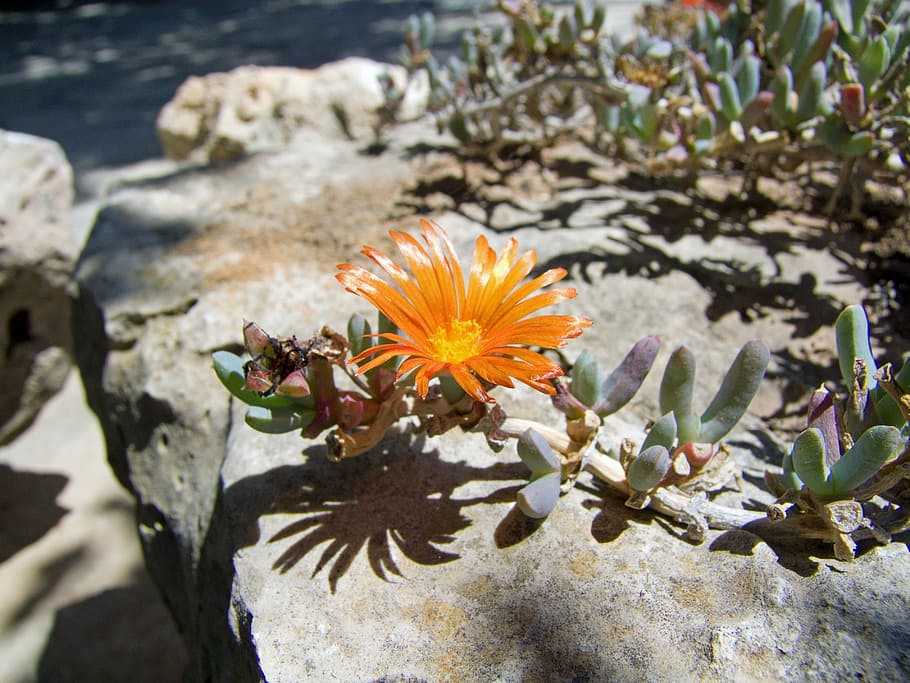 flower, orange, nature, shadow, sea, summer, beauty In Nature HD wallpaper