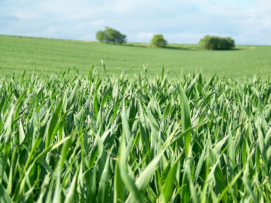 field, spring, landscape, meadow, sky, heaven, trees, horizon HD wallpaper