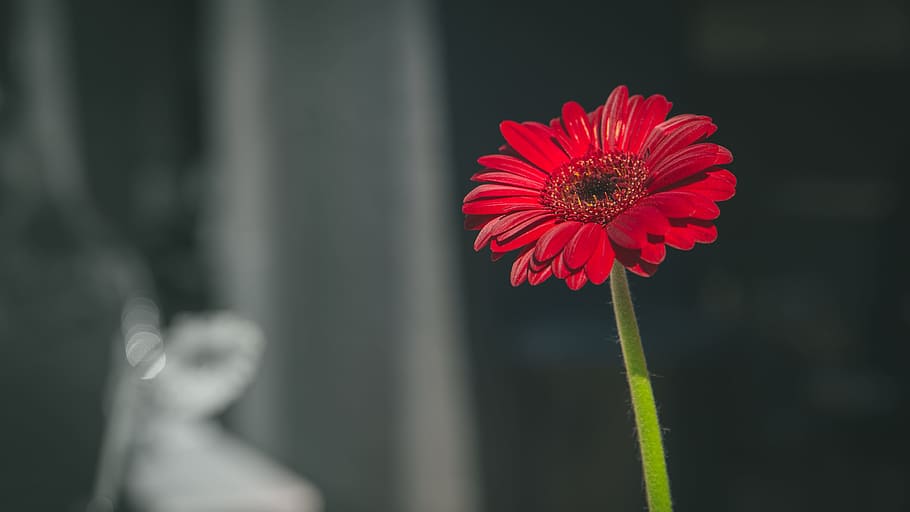 flower, red, petal, bloom, garden, plant, nature, autumn, fall HD wallpaper