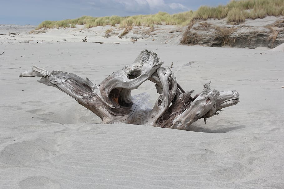 driftwood, beach, sand, land, day, nature, no people, tranquility HD wallpaper