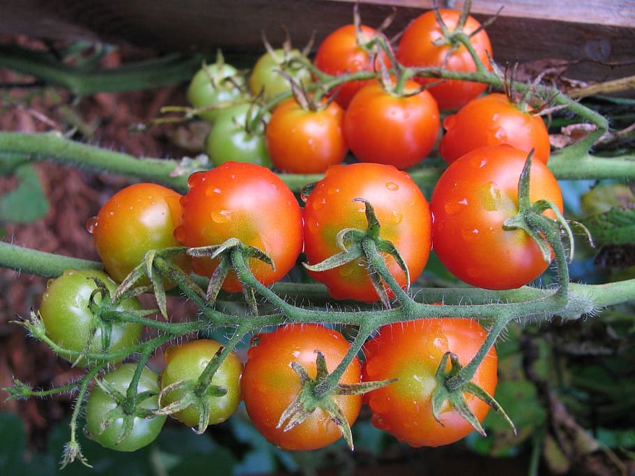 tomatoes, red, fresh, food, vegetable, healthy, natural, salad HD wallpaper