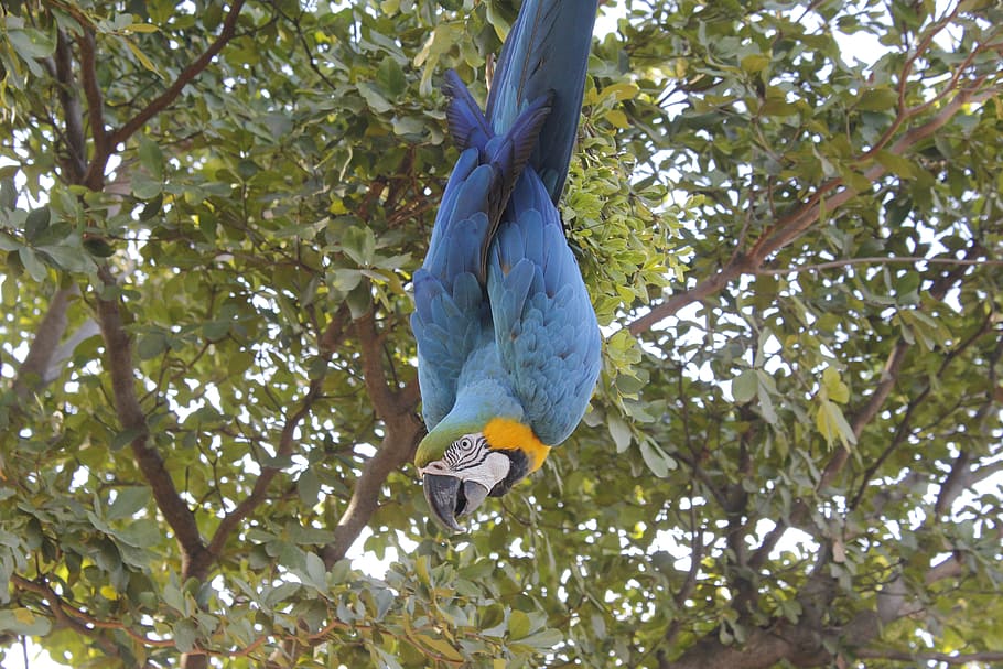 Bird, Ave, Bluebird, Wings, Nature, fauna, birds, animals, tree HD wallpaper