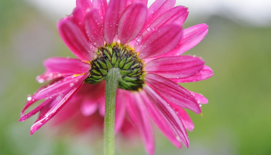 flower, daisy, nature, spring, white, plant, floral, summer HD wallpaper