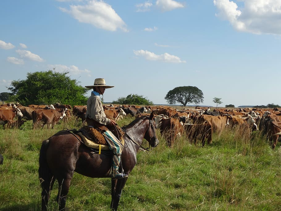 man riding horse on grass field, Gaucho, Argentina, Cattle, Cows, HD wallpaper