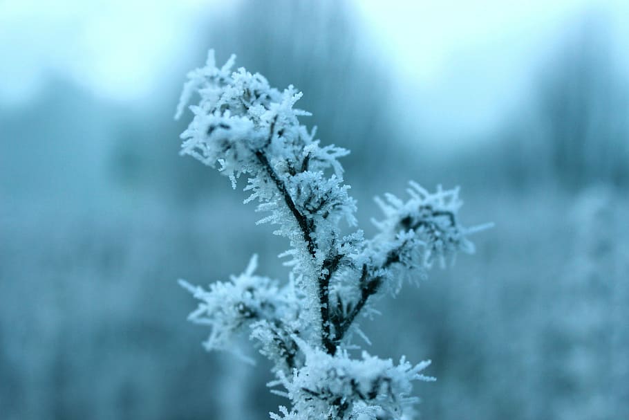 Frost, Blue, Winter, Cold, Hoarfrost, frozen, winter time, cold temperature HD wallpaper