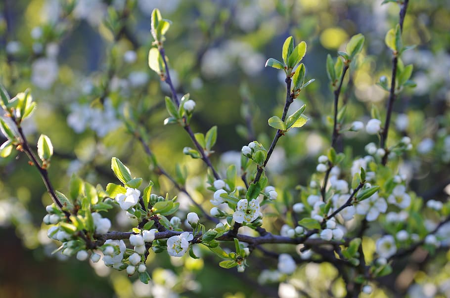 plum, spring, blooming, branch, garden, plant, growth, beauty in nature HD wallpaper
