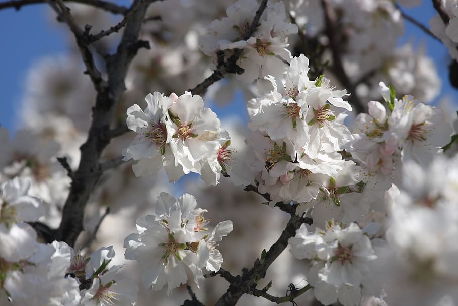 cherry, flower, flowers, white, flowering plant, fragility HD wallpaper