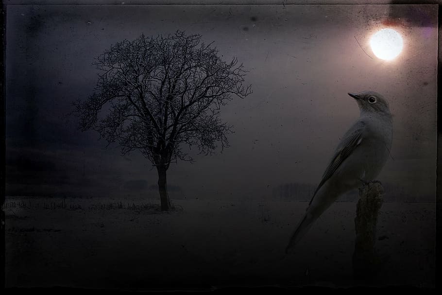 bird perching on post near tree, landscape, night, animal, sky HD wallpaper