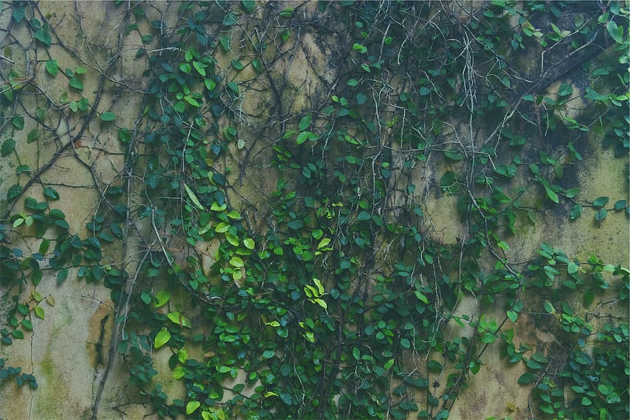 green leafed plant on gray wall, fern, vines, leaves, nature HD wallpaper