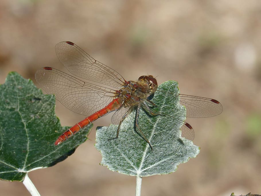 dragonfly, leaf, poplar, winged insect, sympetrum striolatum HD wallpaper