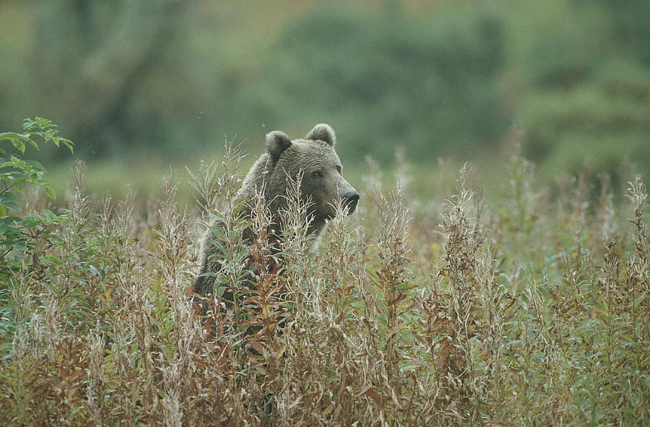 bear, kodiak bear, standing, wildlife, predator, omnivore, mammal HD wallpaper