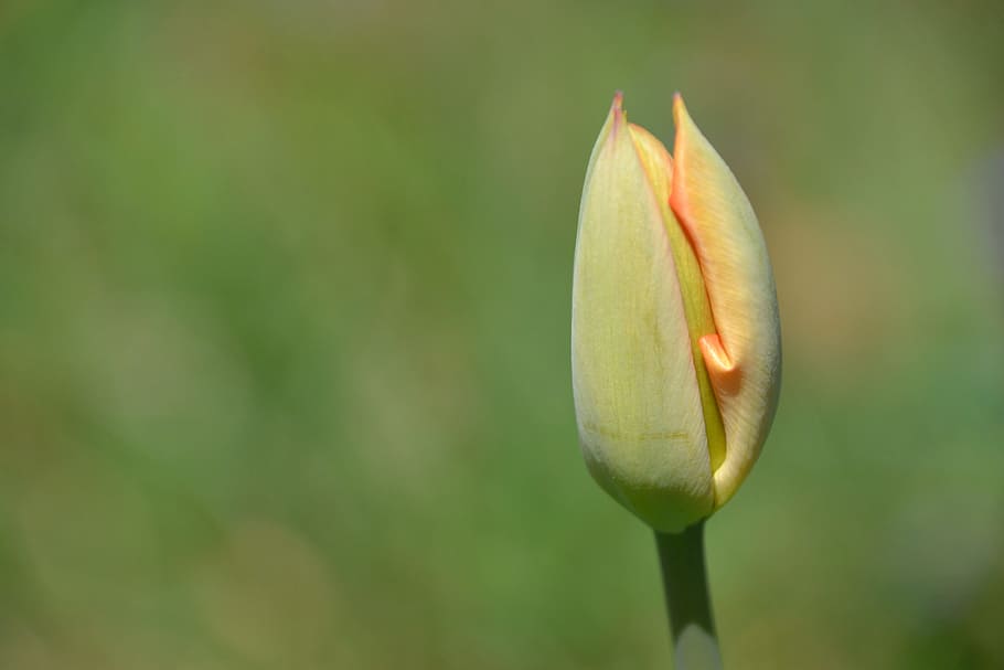 Tulip, Flower, Spring, Orange, Bloom, bud, spring flower, plant HD wallpaper