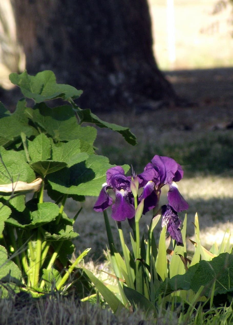 Iris, Purple, Flowers, Plants, green, leaves, stems, flowering HD wallpaper