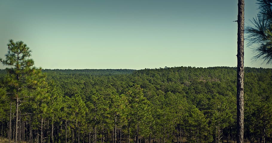 kisatche forest, sky, trees, natural, landscape, nature, blue HD wallpaper