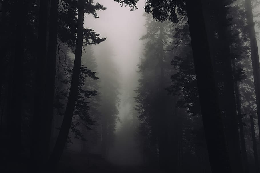 silhouette photograph of trees with foggy weather, low-angle photo of a pine forest during foggy day HD wallpaper