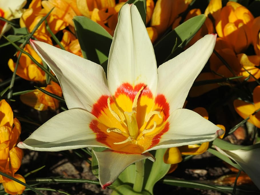Tulips, Flower, Spring, Floral, nature, blossom, fresh, bloom HD wallpaper