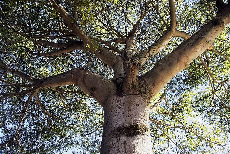 guatemala, iron tree, power, height, botany, nature, forest HD wallpaper