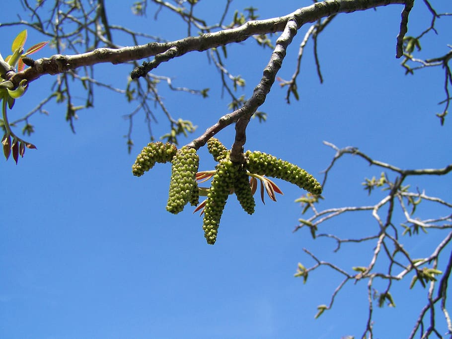 walnut flower, blue sky, spring, plant, tree, branch, growth, HD wallpaper