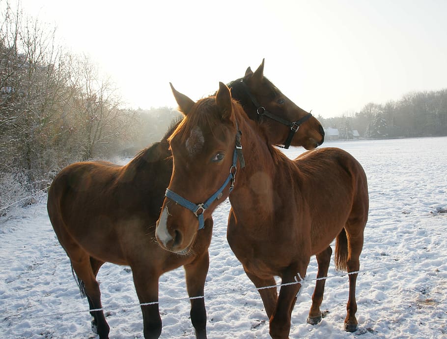 horses, snow, winter, animal, outdoors, nature, mammal, domestic HD wallpaper