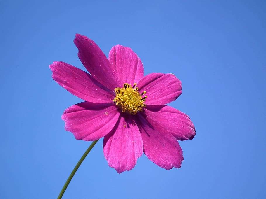 pink flower, sky, summer flowers, blue sky, pollen, in the summer time, HD wallpaper