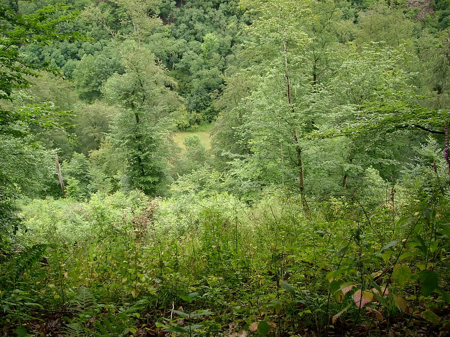 forest, glade, nature, green, landscape, plant, green color HD wallpaper