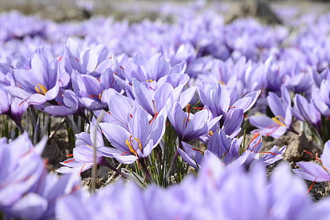 shallow focus photo of purple flower field, closeup photo of purple petaled flower HD wallpaper