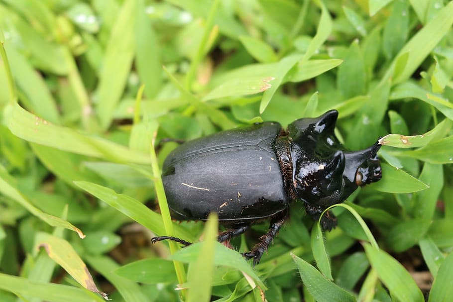 bug, beetle, stag beetle, insect, nature, wild, animal, wildlife HD wallpaper