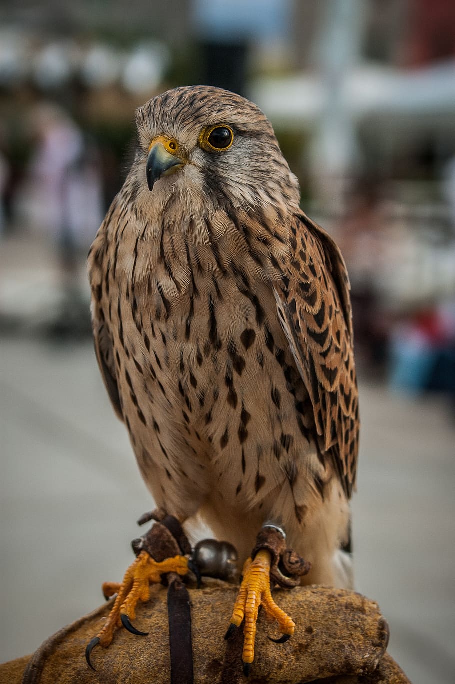 falcon, raptor, bird, fluffy, one animal, vertebrate, animal wildlife HD wallpaper