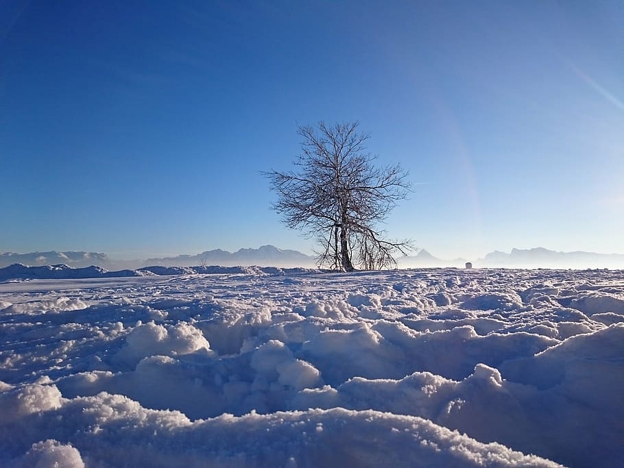 winter, tree, snow, mountain, gaisberg, cold, wintry, nature, HD wallpaper