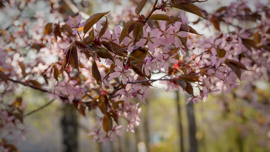 Cherry, Bloom, Flower, Plant, Nature, pink, garden, inflorescences HD wallpaper