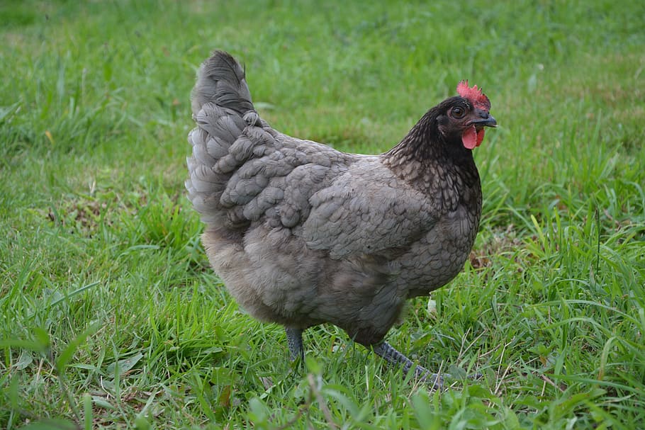 gray and red hen, hen ashy, laying hen, egg, nature, domestic animal HD wallpaper
