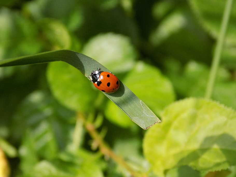 closeup, ladybug, green, invertebrate, animal wildlife, insect HD wallpaper
