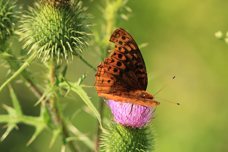 butterfly, thistle, flower, insect, invertebrate, animal wildlife HD wallpaper