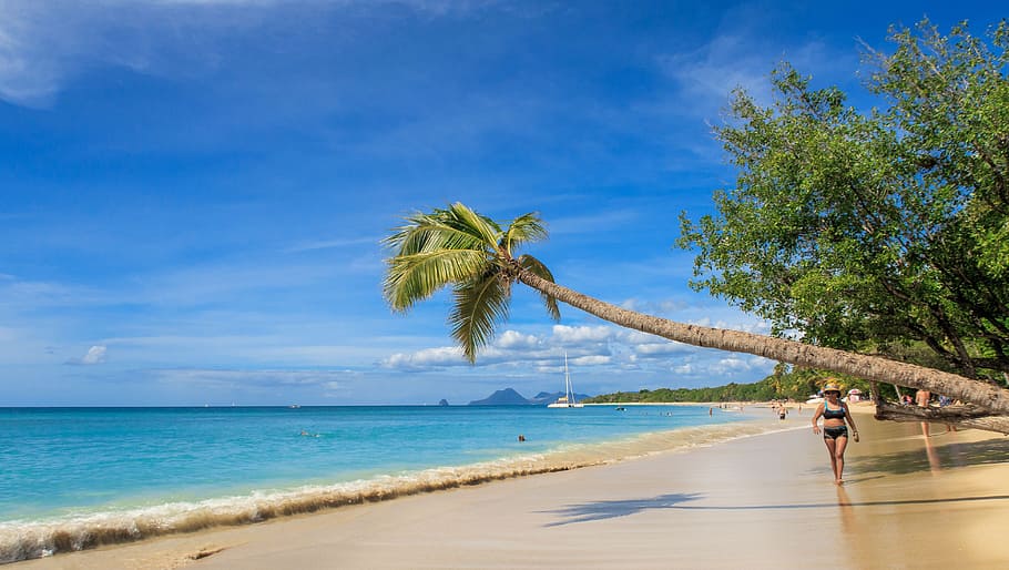 Martinique, Caribbean, Island, Beach, sea, holiday, coconut trees, HD wallpaper