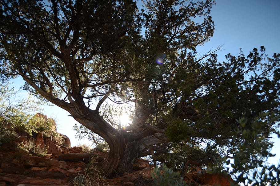 Tree, Sun, Sunbeam, Sunset, Nature, setting sun, silhouette HD wallpaper
