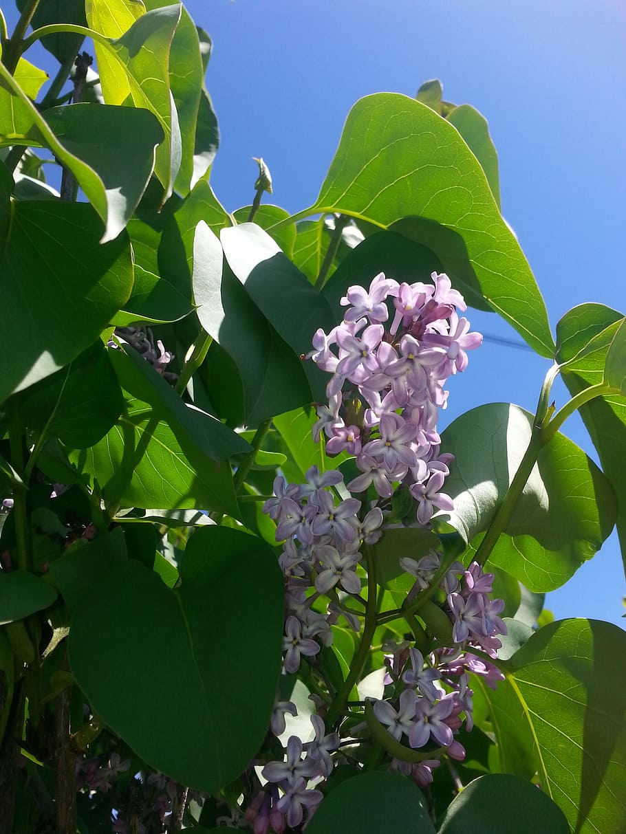 lilac, flower, spring, blossom, floral, summer, purple, blooming HD wallpaper