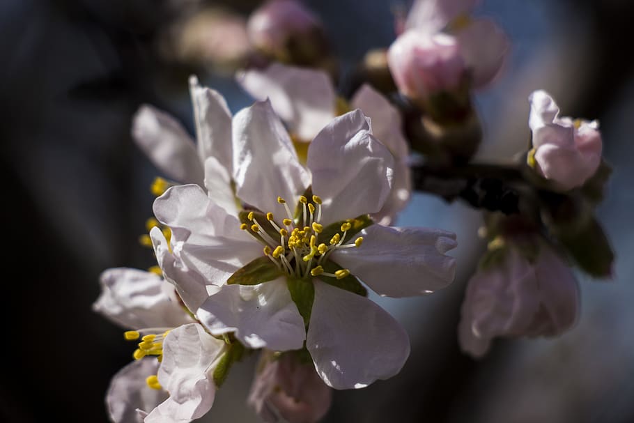 spring, flower, spring flowers, incidentally spring, flowering plant HD wallpaper