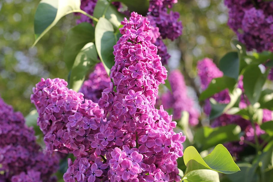 Lilac, Violet, Floral, Spring, Blooming, purple, flower, growth HD wallpaper