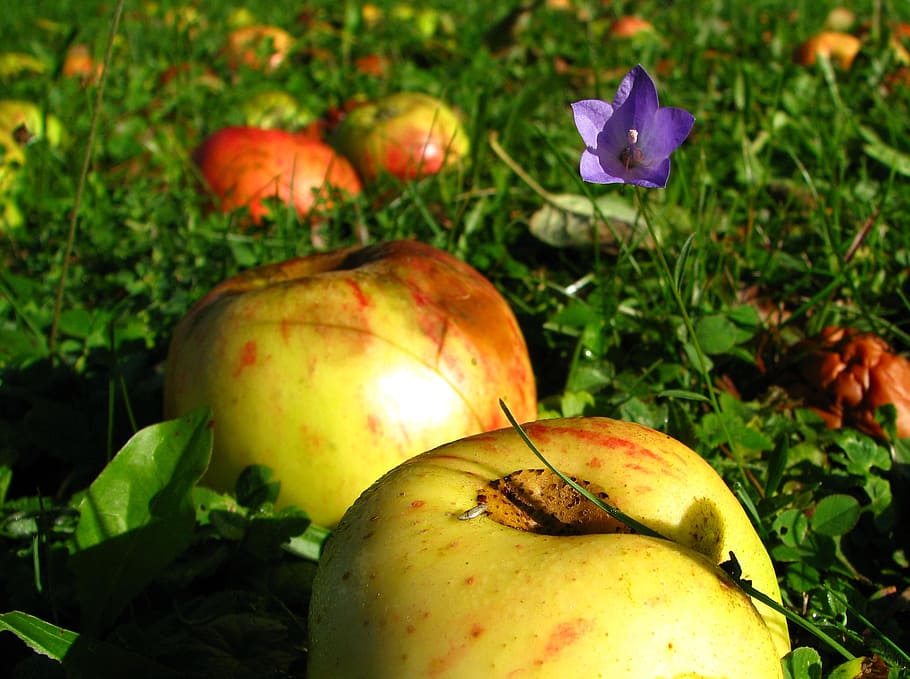 meadow, apple, summer, freshness, food, plant, food and drink HD wallpaper