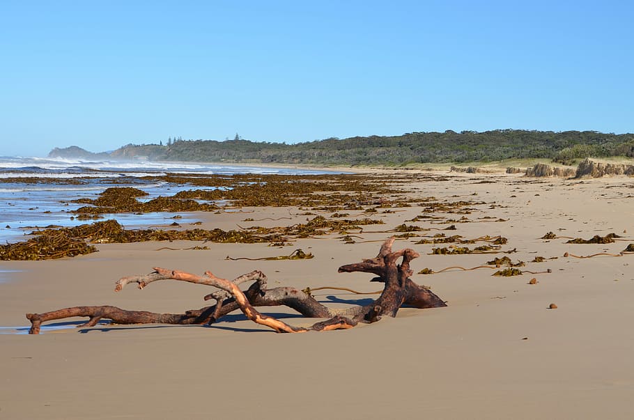 Beach, Ocean, Log, Coast, Sand, Sky, summer, shore, coastline HD wallpaper